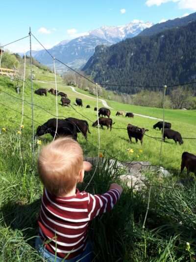 Auf dem Biohof Demvitg in Waltensburg die Kühe auf den Feldern beobachten