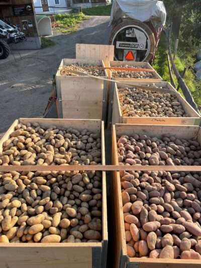 Im s'nani gibts Kartoffeln vom Biohof Demvitg in Waltensburg