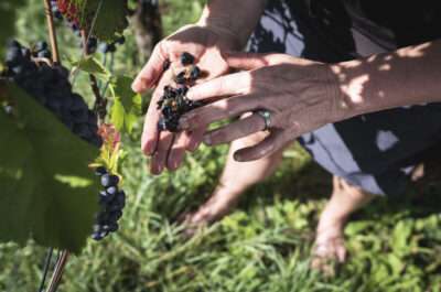 Eine Nahaufnahme der Traubenlese auf dem Weingut Obrecht in Jenins