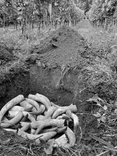 Aus vergrabenen Kuhhörnern und Kuhdung stellt das Weingut Obrecht ein Hornmist-Präparat her
