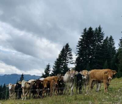 Kühe vom Hof Kunfermann in Präz auf der Weide