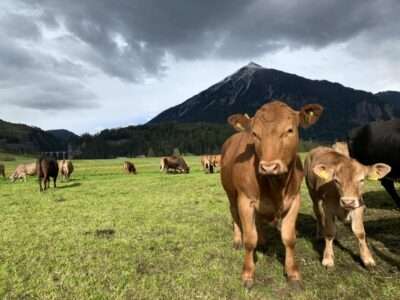 Die Kühe der Ranch Farsox in Alvaneu Bad auf der Weide