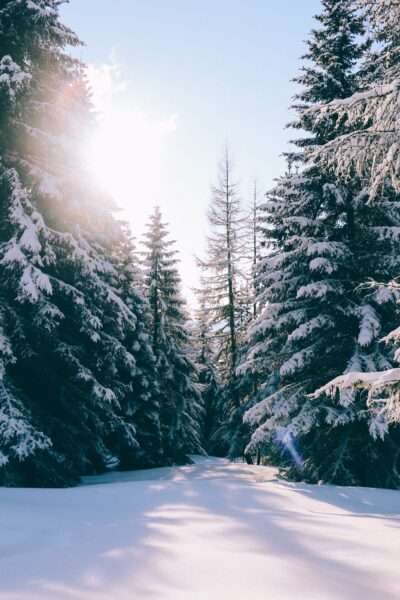 Spazieren im Flimserwald bei Sonne und glitzerndem Schnee, Winterausflug Peaks Place Team Saskia