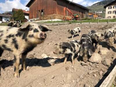 Glückliche Schweine vor dem Stall auf dem Biohof Demvitg